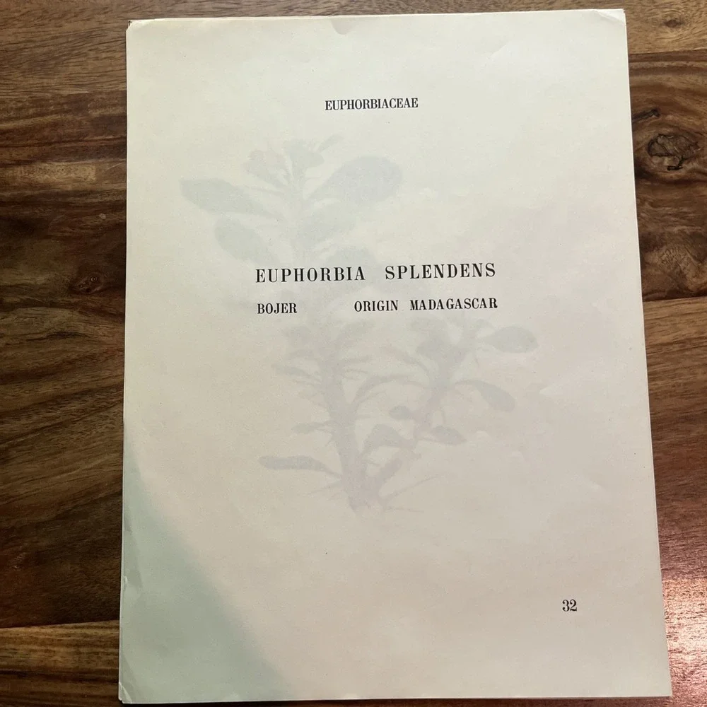Vintage Arlette Davids Spring Flowers Euphorbia Splendens Print #32 1940s